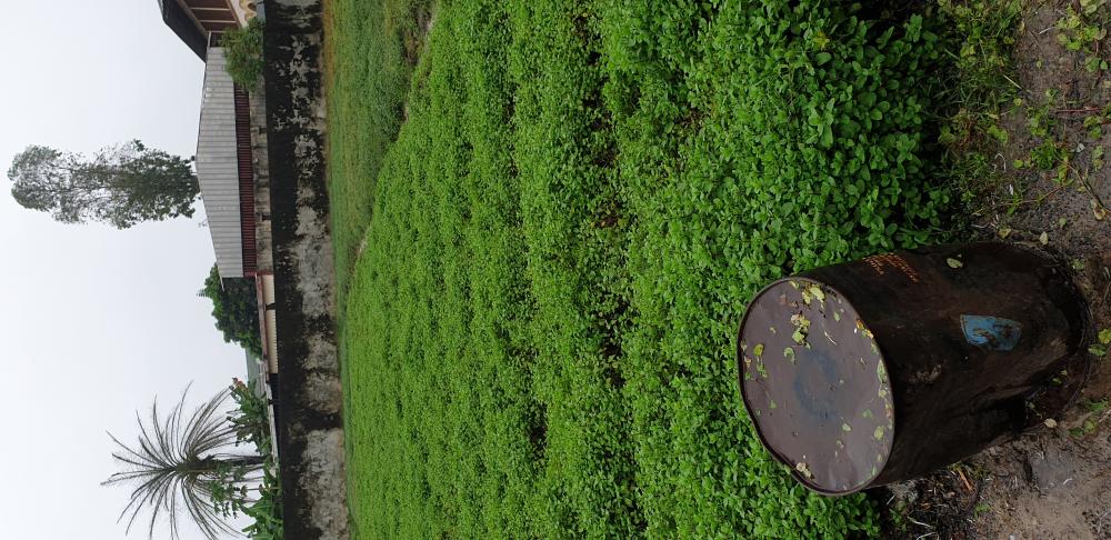 Terrain  à vendre à Libreville, Bas de gué-guéPhoto Annonce Gabonhome 